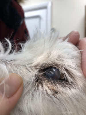 ambarakat0's tweet photo. I have started it on cyclosporine and lubricant drops.
the dog is very old and I have just ru. Bloods and his kidneys are in trouble so GA is not an option. https://t.co/TVfPX23DHu