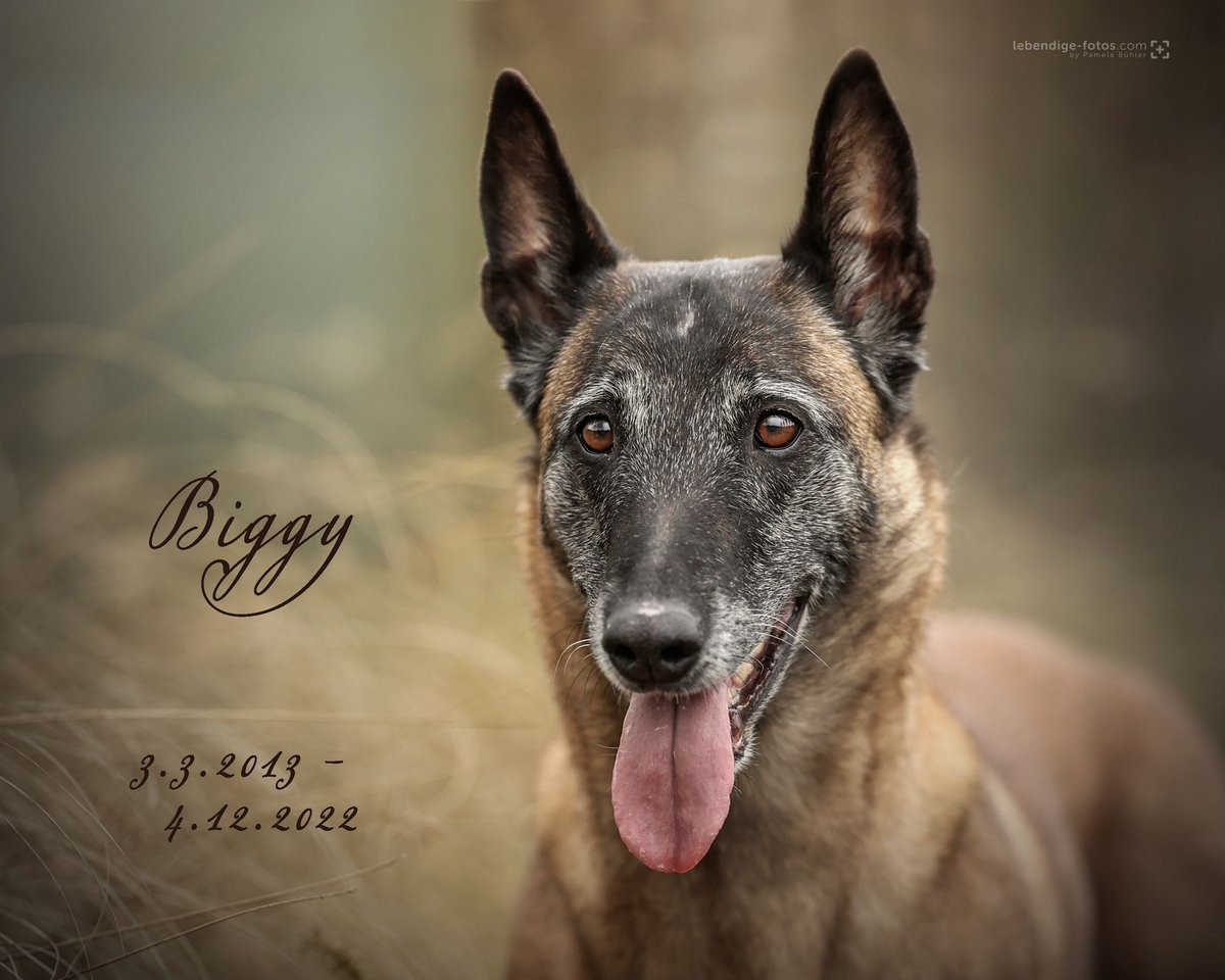 bully_ella's tweet photo. Biggy hat uns heute für immer verlassen. 

Machs gut Grosse und danke für Alles ♥️♥️♥️😭😭😭 https://t.co/atb4fCSHeb