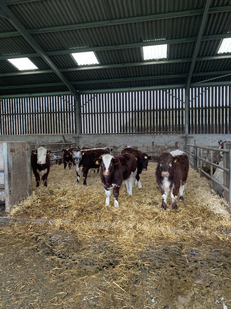 Maximus Pullin tweet media