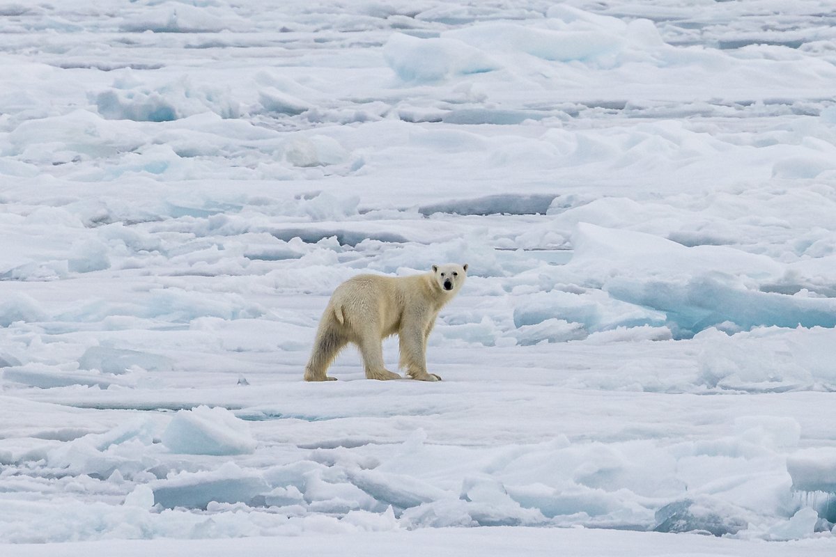 OceanwideExp's tweet photo. See anything you like? Join us in Svalbard to see it in person 😃 #polarbears #packice
Pictures by Werner Kruse. https://t.co/opIsedZrDH