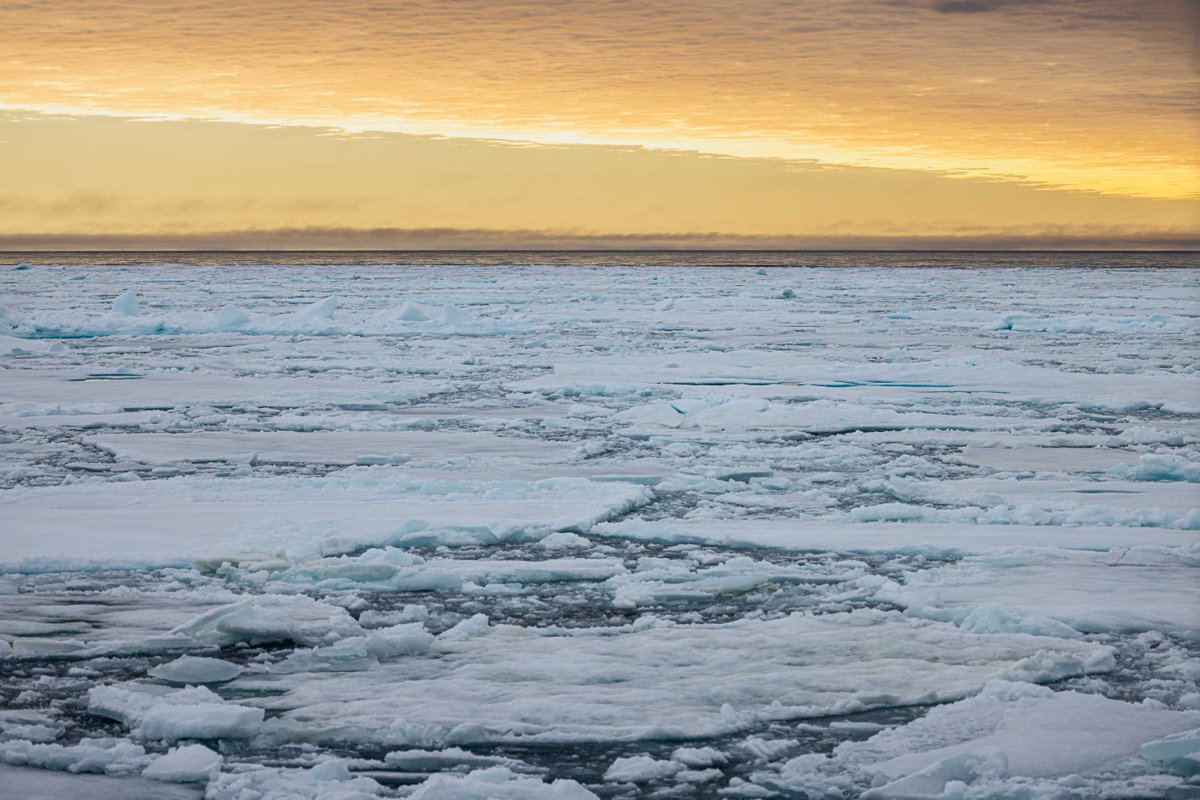 OceanwideExp's tweet photo. See anything you like? Join us in Svalbard to see it in person 😃 #polarbears #packice
Pictures by Werner Kruse. https://t.co/opIsedZrDH
