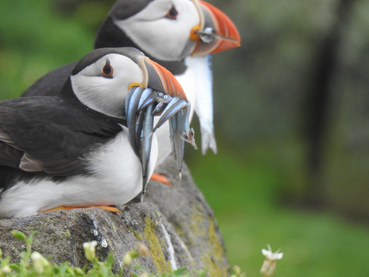***SEABIRD WORLD CUP RESULT*** WHAT A WIN! PUFFIN wins (but only just) against the mighty Wandering Albatross. 1,370 votes cast with final result Puffin 51.1% v Wandering Albatross 48.9%. Will anyone stop the ever popular Puffin…#SeabirdWC2022