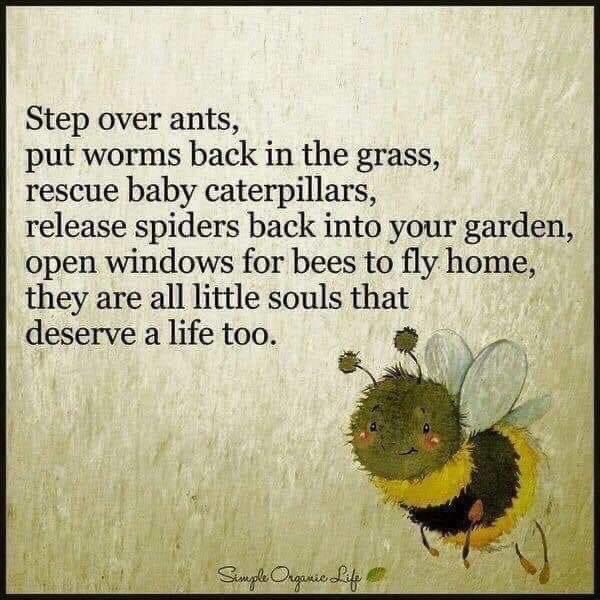 philip_ciwf's tweet photo. #WorldWildlifeConservationDay 
All life is connected and all life deserves #respect and #compassion, however small 🐛🪲🐝 🕷 https://t.co/gBpgXXNmxV