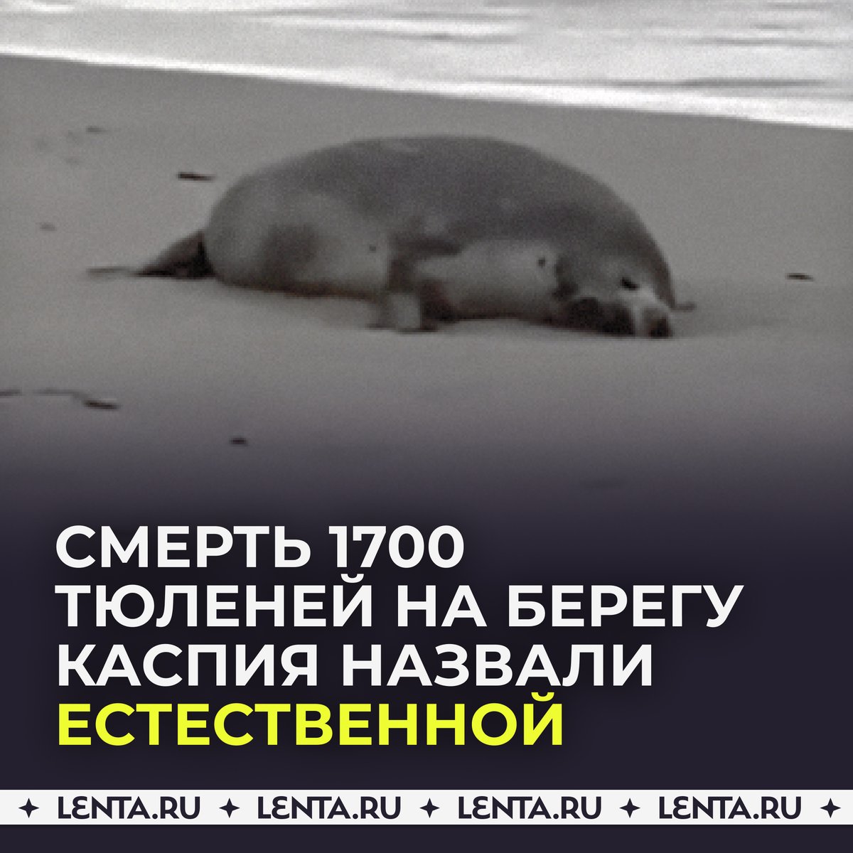 тюлени в каспийском море