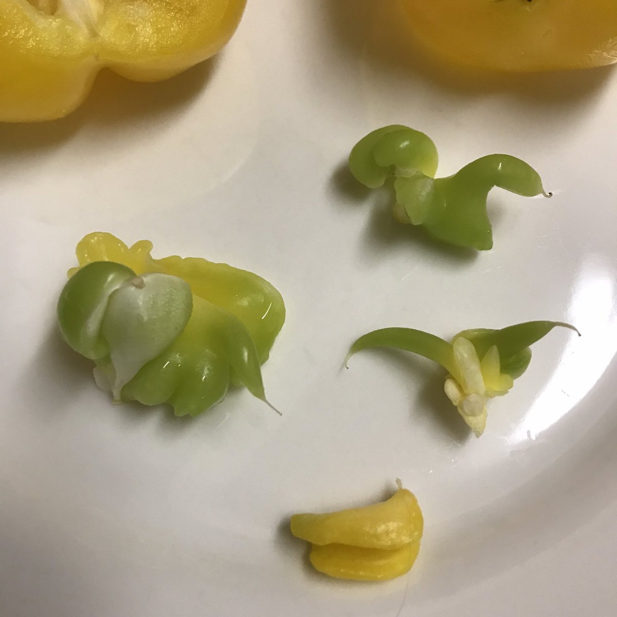 PeterSkovPhoto's tweet photo. My yellow pepper was becoming The Thing! https://t.co/y0NFAWTWeL