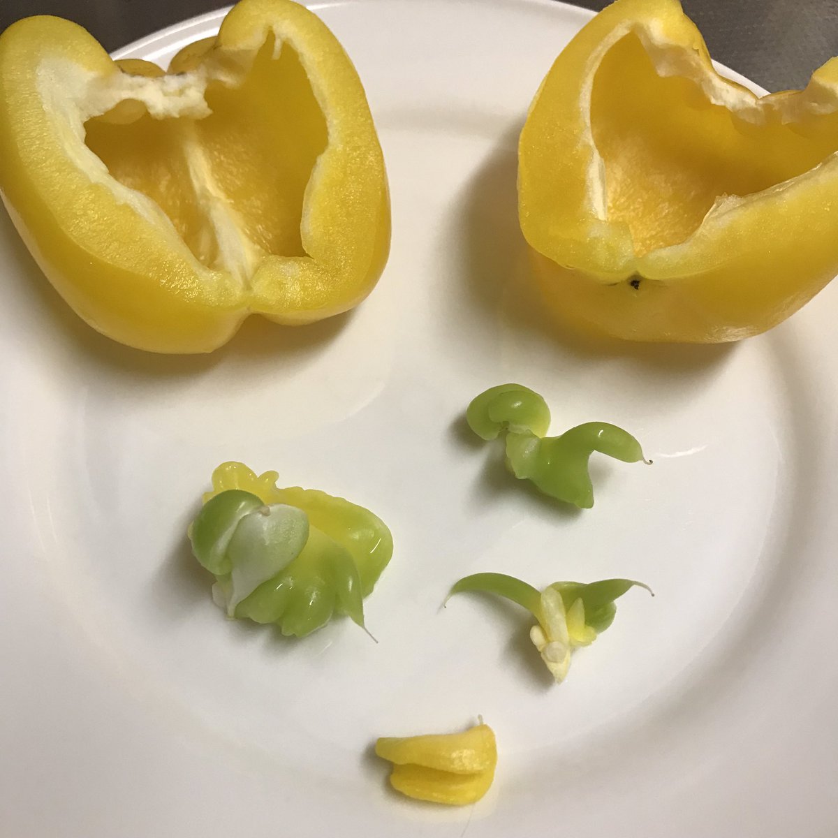 PeterSkovPhoto's tweet photo. My yellow pepper was becoming The Thing! https://t.co/y0NFAWTWeL