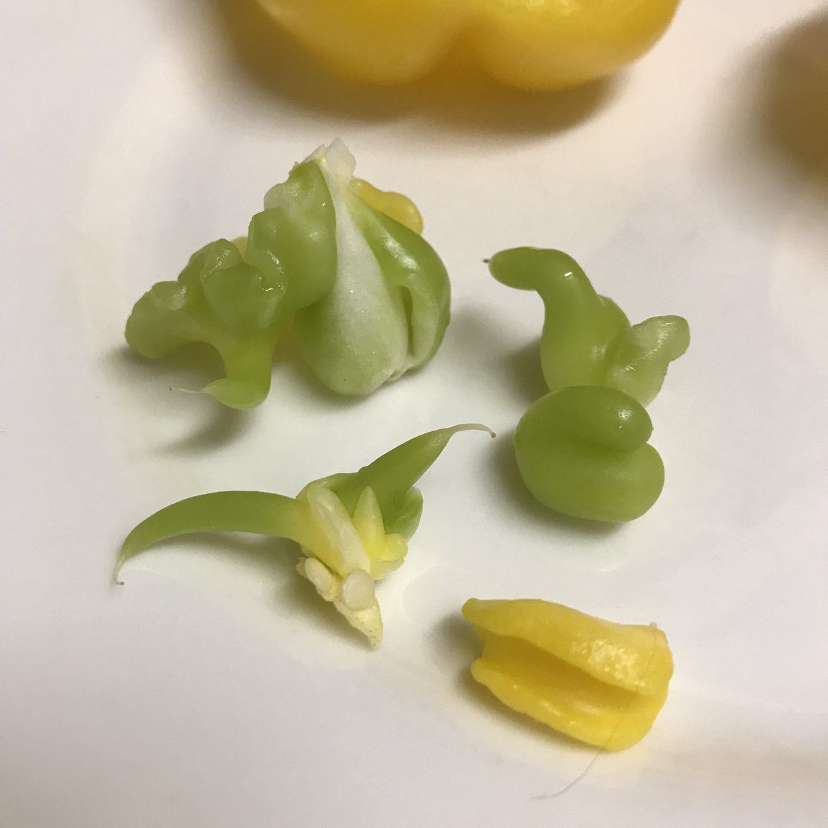 PeterSkovPhoto's tweet photo. My yellow pepper was becoming The Thing! https://t.co/y0NFAWTWeL