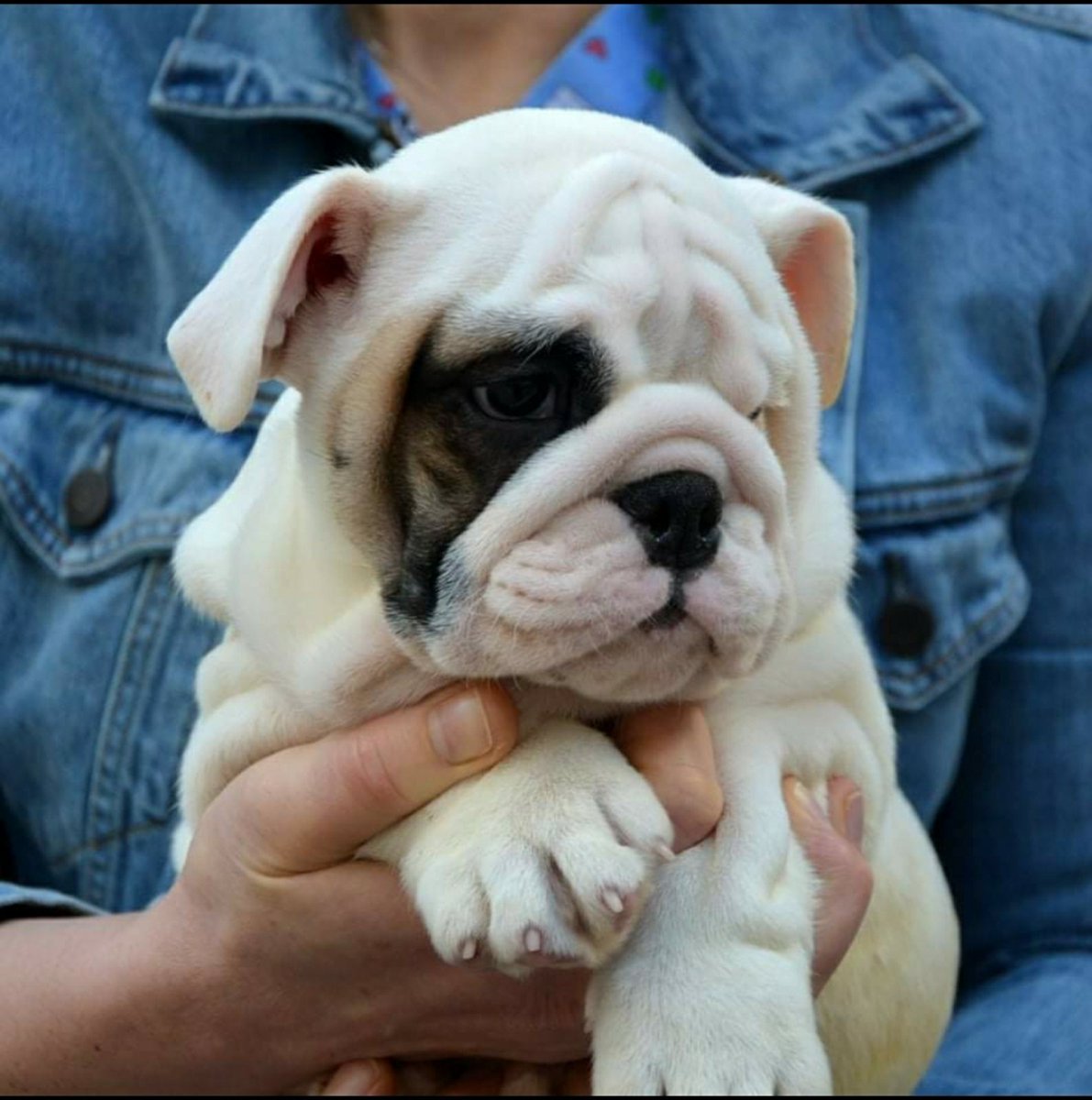 sanja_sa's tweet photo. Seća li se neko malog Buča🥰? Danas je tačno godinu dana od kada je stigao kod nas❤️Malčice je i porastao☝️ https://t.co/lHOd0pt0w0
