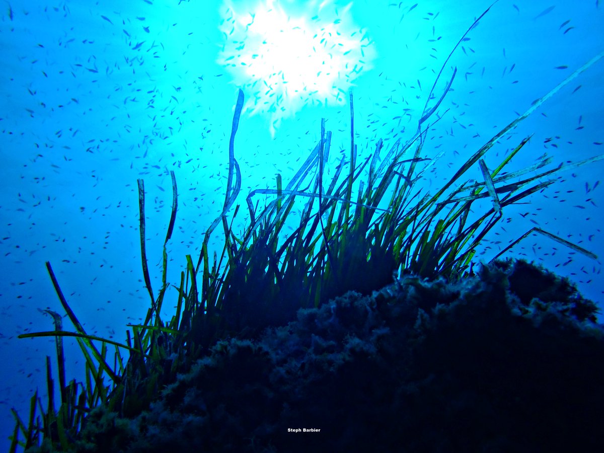 Steph_Barbier_'s tweet photo. 💦S'cuB'a Diving Time in Mediterranea: Neptune-Grass on a sun blue background, Liagora (calcareous algae), common antlers Sponge!
Instants de Plongée en Méditerranée : Posidonie sur fond de soleil bleu; Liagore; Axinelle !😎
Olympus camera + housing
French Riviera 
Summer
2022
🌊 https://t.co/9xZYwmKzp2