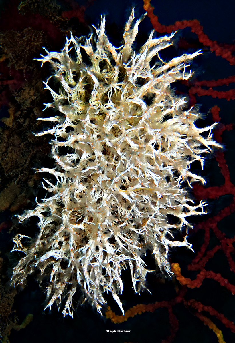 Steph_Barbier_'s tweet photo. 💦S'cuB'a Diving Time in Mediterranea: Neptune-Grass on a sun blue background, Liagora (calcareous algae), common antlers Sponge!
Instants de Plongée en Méditerranée : Posidonie sur fond de soleil bleu; Liagore; Axinelle !😎
Olympus camera + housing
French Riviera 
Summer
2022
🌊 https://t.co/9xZYwmKzp2