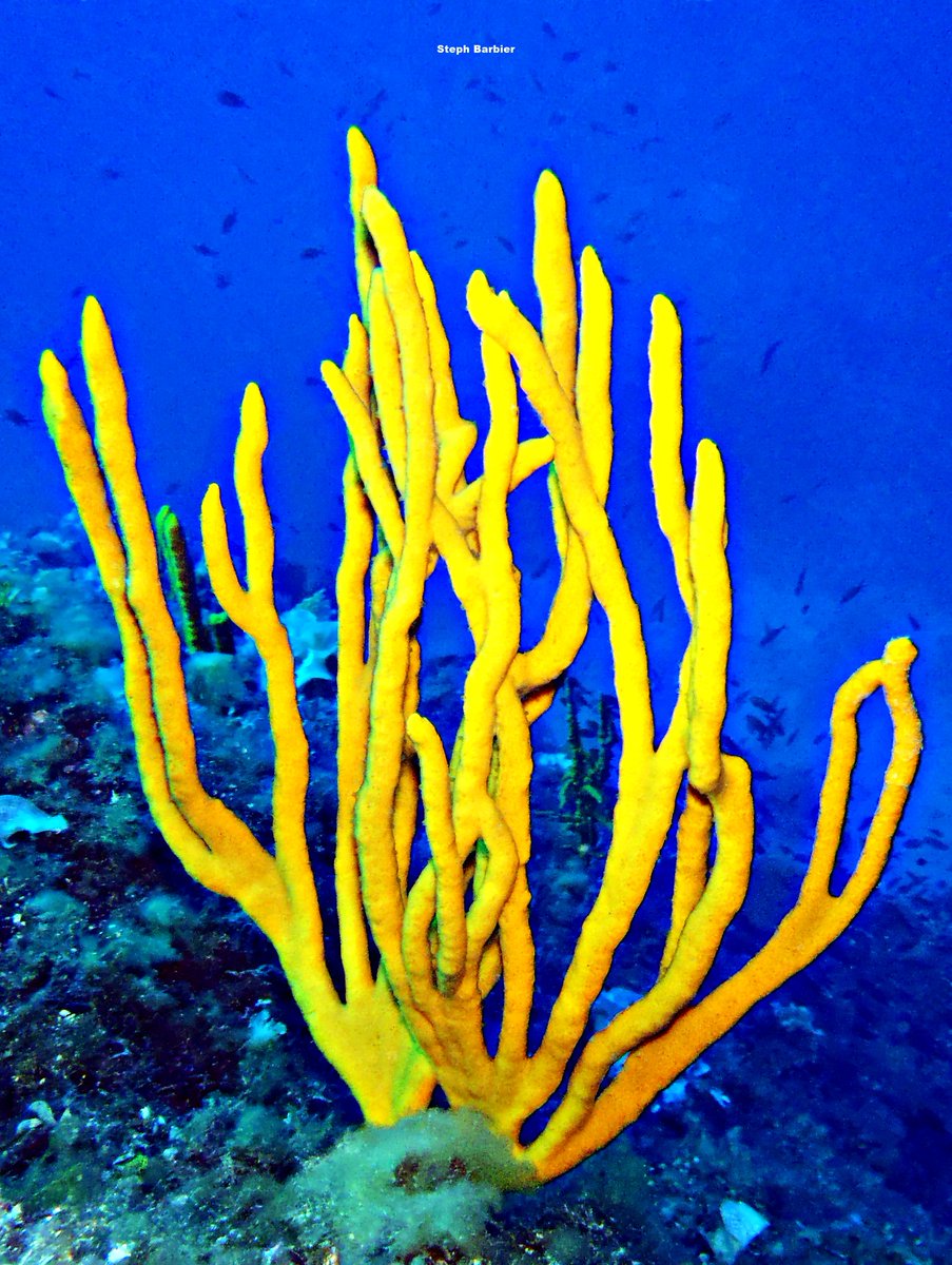 💦S'cuB'a Diving Time in Mediterranea: Neptune-Grass on a sun blue background, Liagora (calcareous algae), common antlers Sponge!
Instants de Plongée en Méditerranée : Posidonie sur fond de soleil bleu; Liagore; Axinelle !😎
Olympus camera + housing
French Riviera 
Summer
2022
🌊