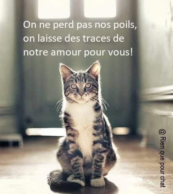 animaux_planete's tweet photo. On ne perd pas nos poils , on laisse des traces de notre amour pour vous 😍😍 https://t.co/NGoL7lywBC