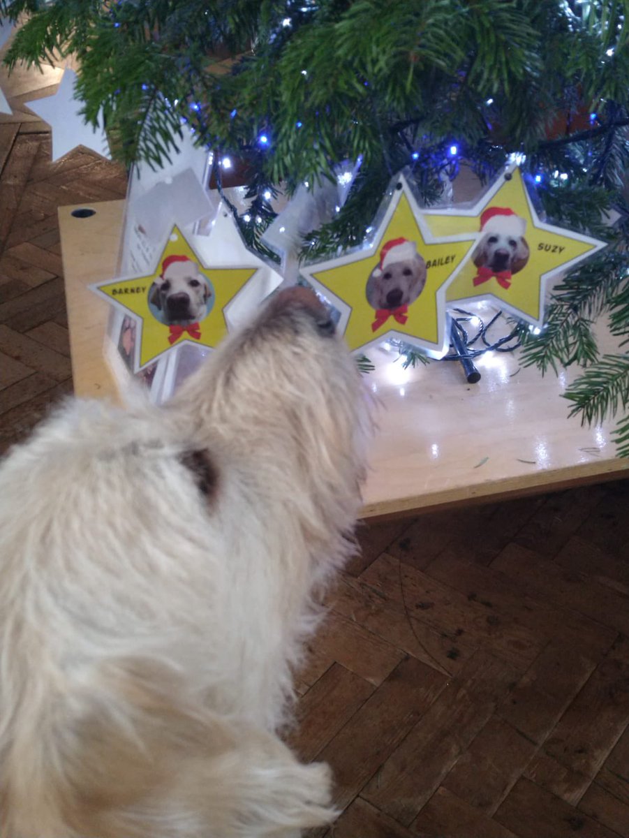 LeamingtonDogCare tweet media