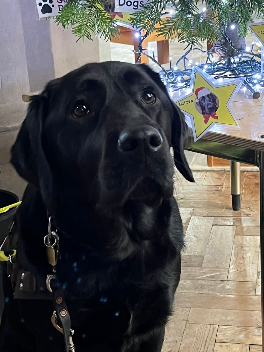 LeamingtonDogCare tweet media