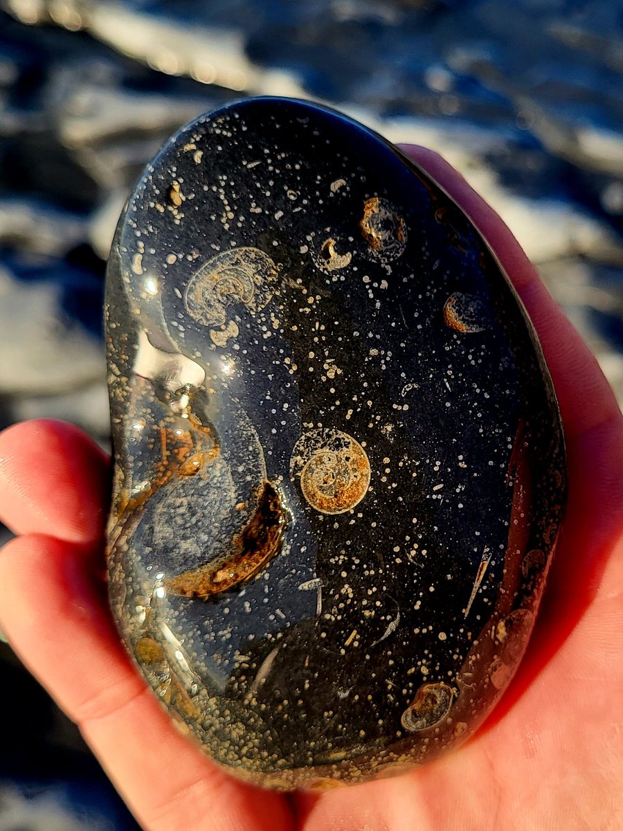 A Galaxy of fossilized Goniatites.
Remnants of a 320 million year old marine ecosystem that covered the area when this part of the earths surface was sub-marine and much further South than it is today. County Clare, Ireland.