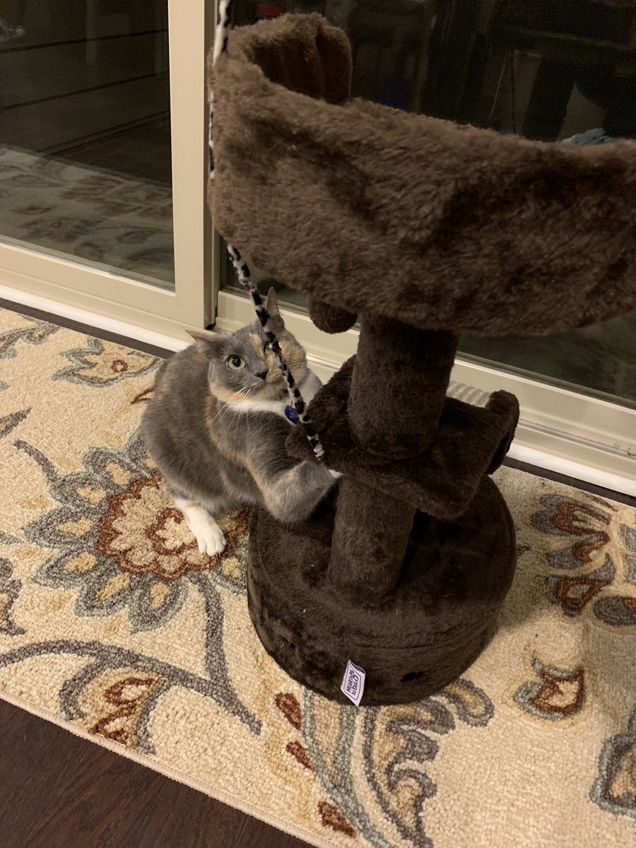 murilloSES's tweet photo. Watching my son’s cat, Lilly so he can focus on passing his finals.  She loves feeding the squirrels every morning.  Never thought I would be a cat mom.  The things we do for our children. https://t.co/IfLEGqtQu5