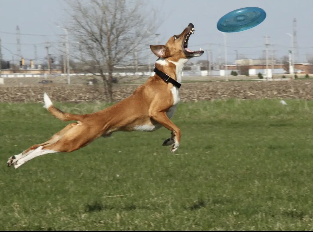 FergFun's tweet photo. @ChilandVoices @JoJoFromJerz Jax is two months away from 16, but in his heyday we were convinced he could fly… ;) https://t.co/FzkXf6CWl4