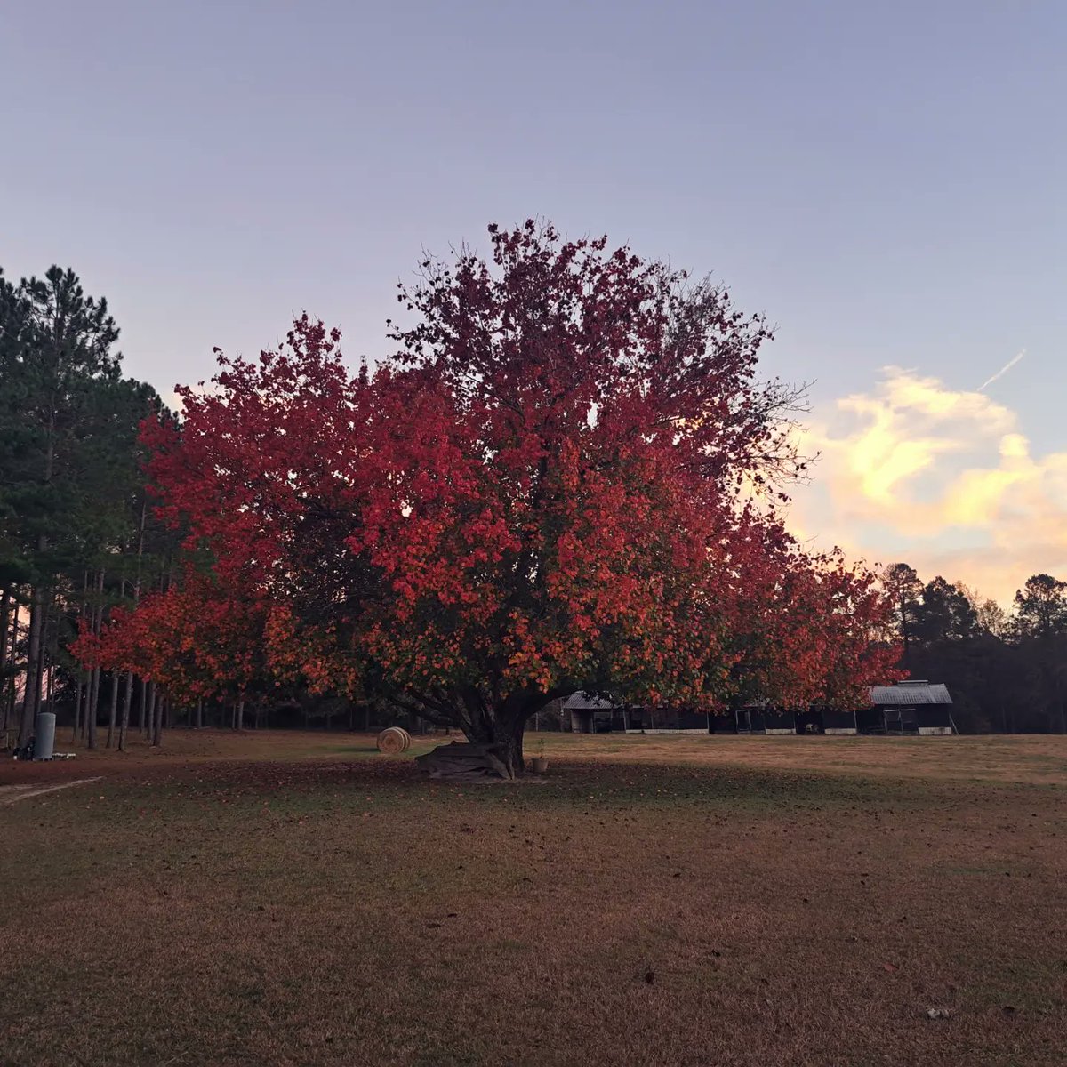 NelsonSamuels's tweet photo. It was a beautiful afternoon in Georgia. A warm 70 degree December. Quick snap with my phone. #southgeorgia #ruralamerica #countryliving https://t.co/f5SvvTKy6S
