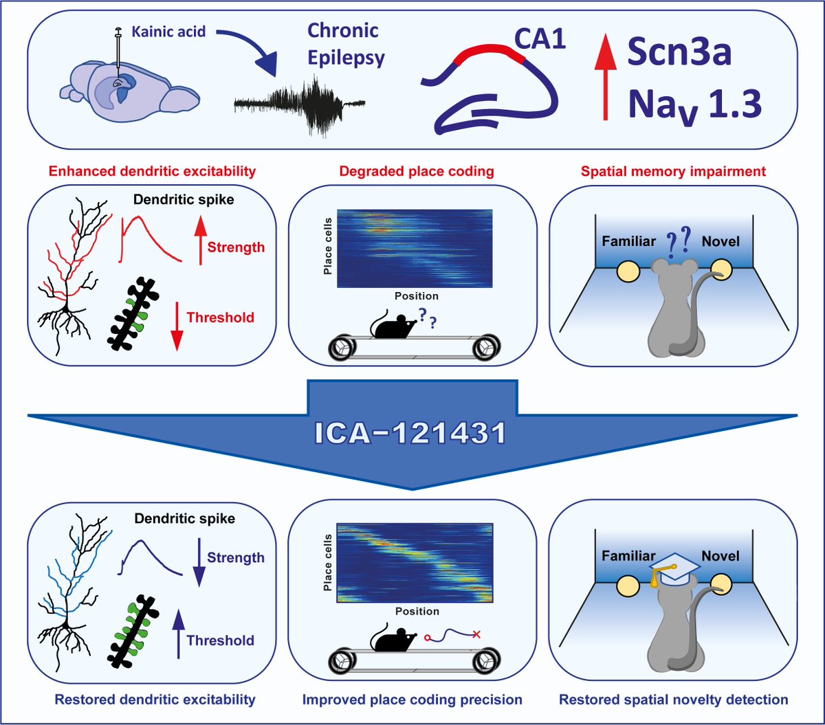 Excited to share our latest work! Two-photon glutamate uncaging , in-vivo two-photon imaging and behavioural experiments revealed a dendritic channelopathy  underlie cognitive deficits in epilepsy which can be target pharmacologically to enhance cognition. doi.org/10.1093/brain/…