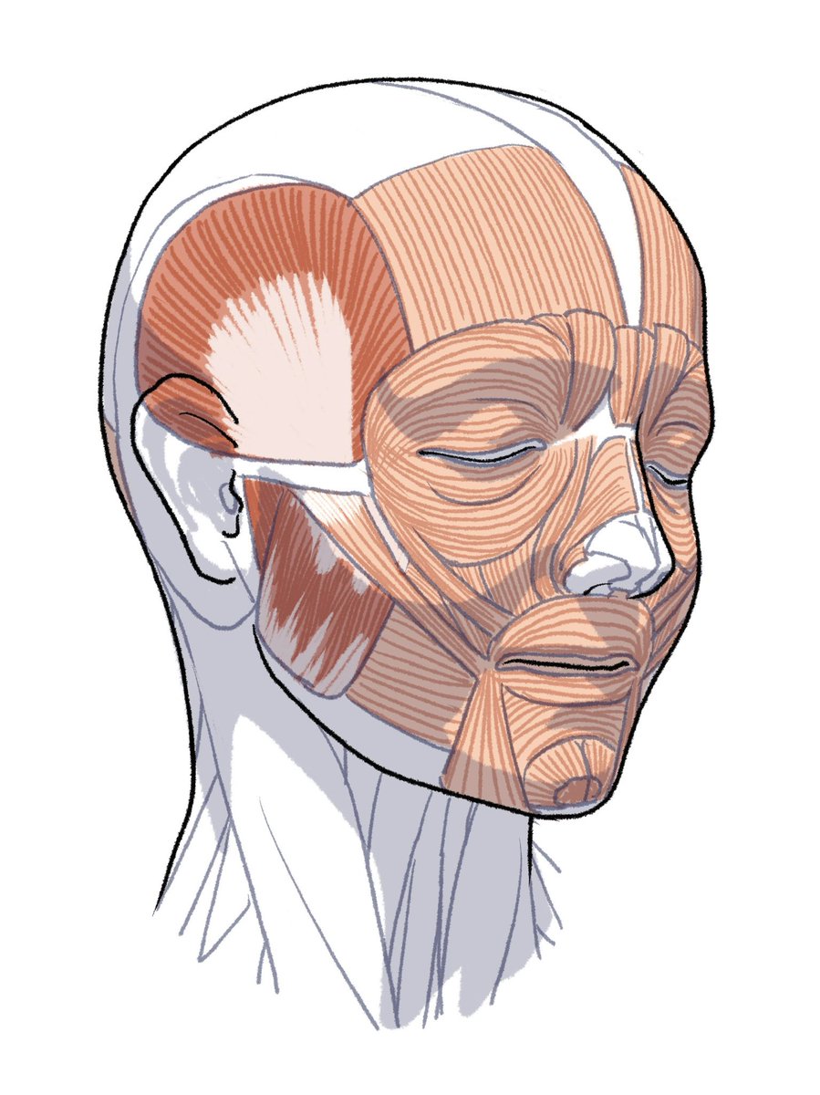 「表情筋は白っぽい色をしている。 」|伊豆の美術解剖学者のイラスト