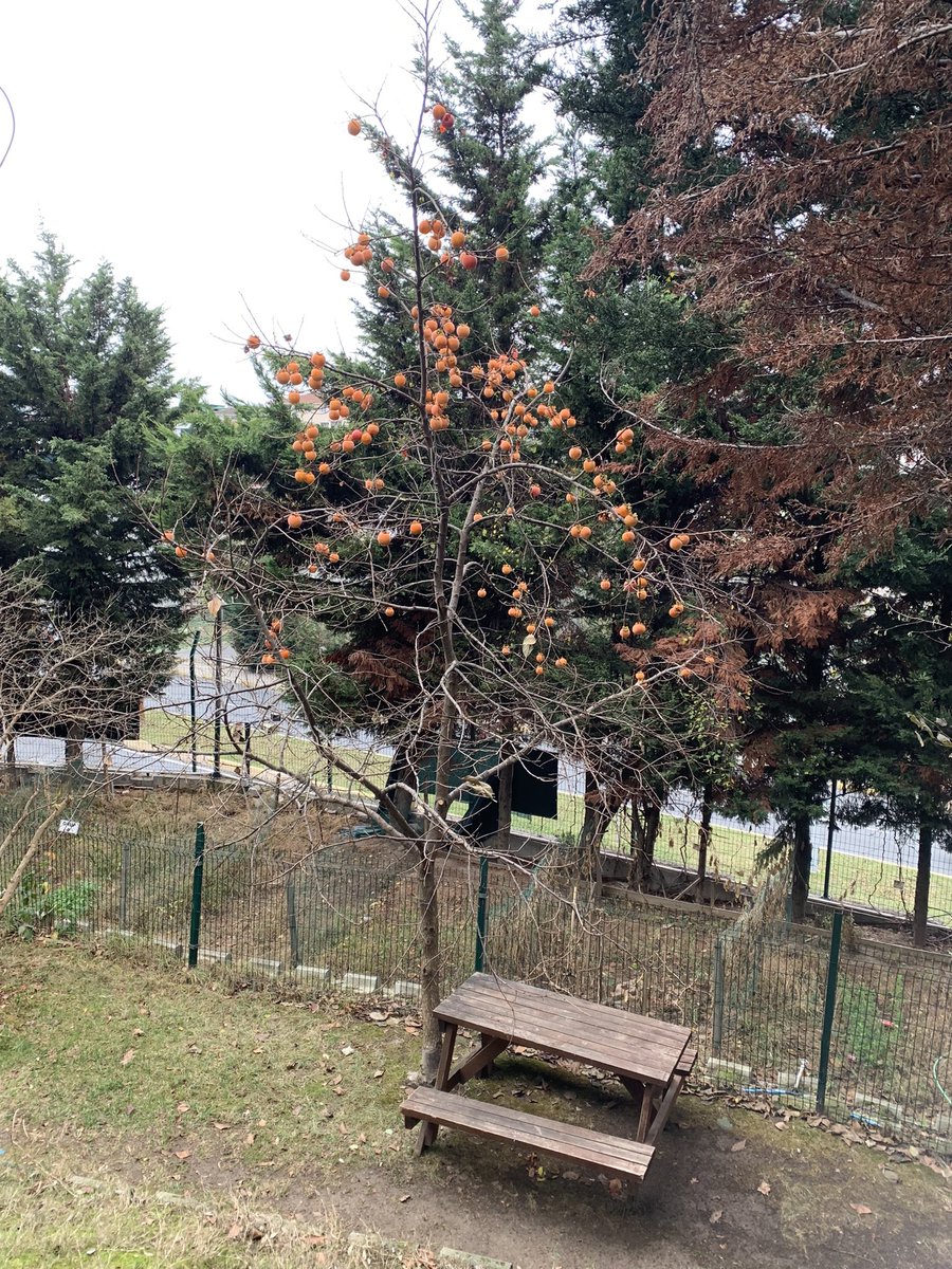 Bu ne meyvesi bilen var mı? Ağaçta yaprak kalmamış ama meyve bol☺️