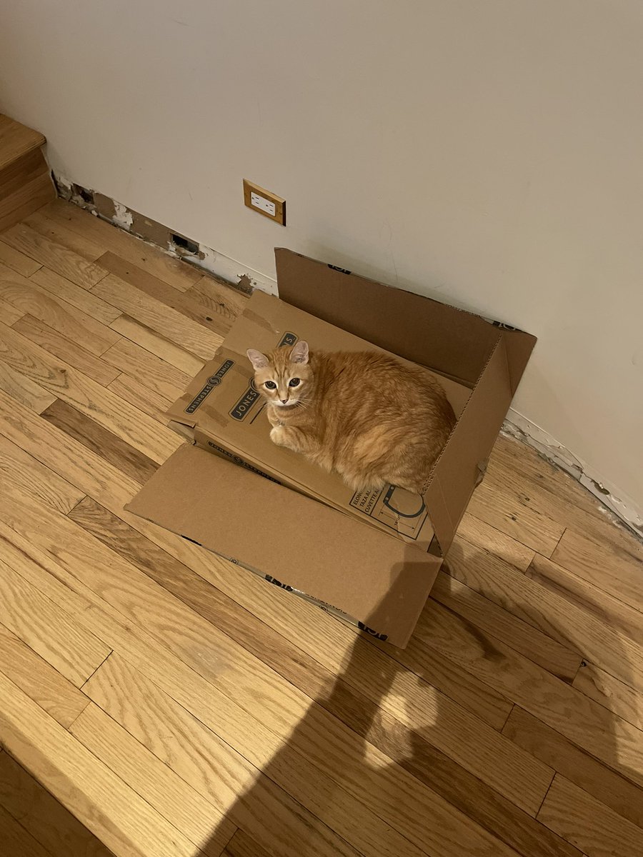 Oh hi <a href="/BrittanyBabc7/">Brittany Bell</a> loved seeing the Pooches today on the show - We’ve got Bonnie (the dog) and Moose (the cat) here - dying for a ⭐️ turn on <a href="/ABC/">ABC News</a>