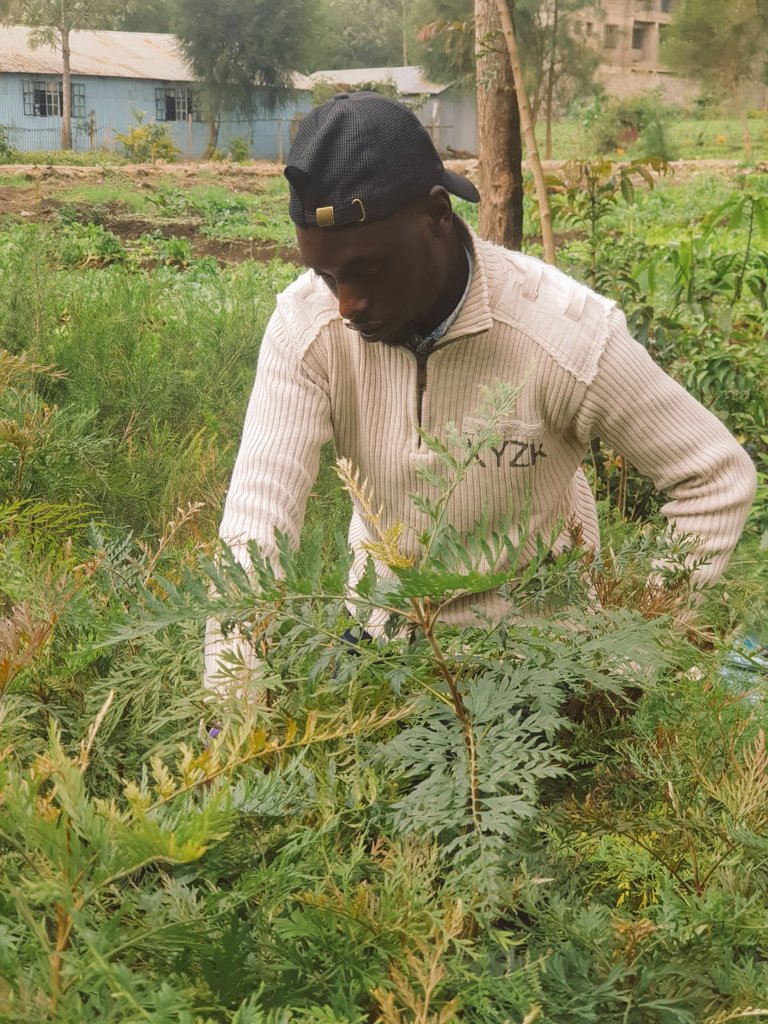 KaakaSpeaks's tweet photo. Nature Dear nature... We love you
Small calculated steps but sure!
We will tranform kenya!
#EACCGN
#GREENWAR
#WeCanDoThis https://t.co/v0wIQdpTps