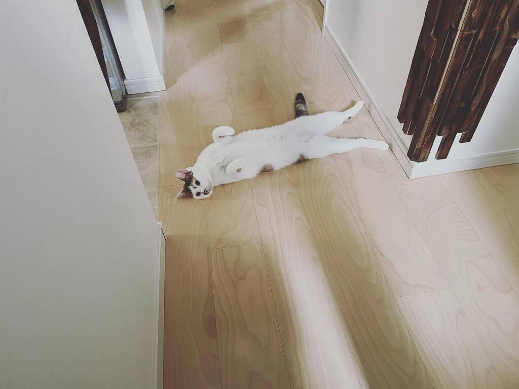 Chiii_chi__'s tweet photo. 玄関🚪開けたらコレで待ってた😂べに… 
・
#へそてん猫 
#猫 #ねこ #保護猫と暮らす #猫のいる暮らし #にゃんすたぐらむ #猫部　#ペコねこ部　#nyancon01 #sippoストーリー
#cat  #고양이　#catstagram #catlife https://t.co/5Xd4FgvOrM https://t.co/D07IwCbAz6