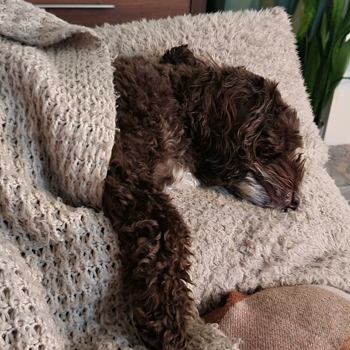 Descended from wolves, apparently.