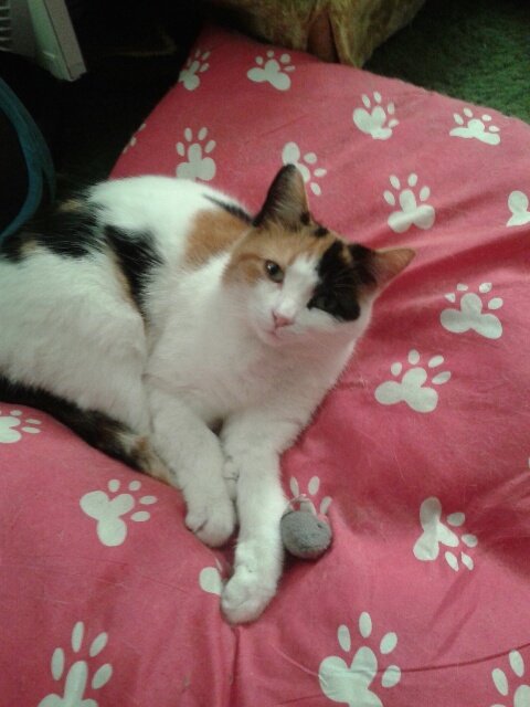 FSCARPACI's tweet photo. Miss kiddy.  New Bed.. https://t.co/VM5hm6c3QN