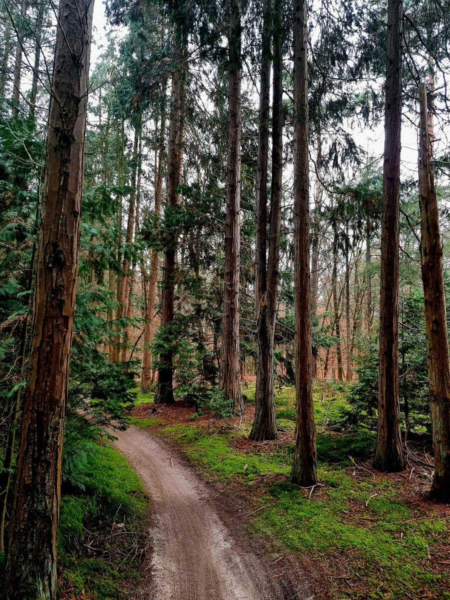 BIKEZONENL's tweet photo. Het was weer een prachtig en gezond rondje mountainbiken rondom Zeist Austerlitz.
Wat is het #bos toch ook mooi in #wintertijd
#uhr #mtb #mtblife #mtbfun #mountaibiken #zeist #austerlitz #bikezone #weerfoto #weer https://t.co/atLYr4Ryo1