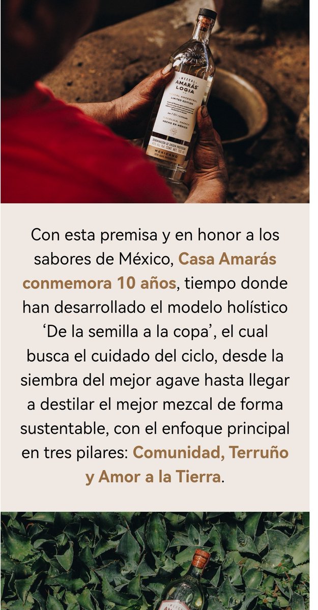 AmarOaxaca's tweet photo. #México #Oaxaca ll @VogueMexico  publicita a una orgullosa marca oaxaqueña :Mezcal Amarás. 

Felicidades 🎊  Mezcal Amarás por tal hecho y por los 10 años de crear magia. https://t.co/saTUvCDXCe