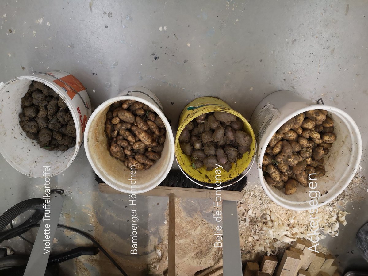 Ich hab dann auch mal Zeit gefunden und die Kartoffeln ausgemacht.