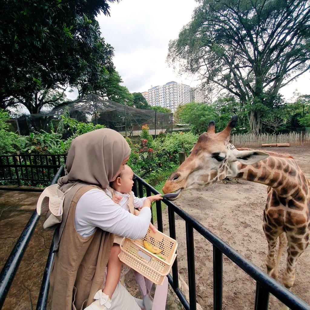 AdrnPermana's tweet photo. Zookeeper on duty🦒🦒 https://t.co/OhPuhJetnP