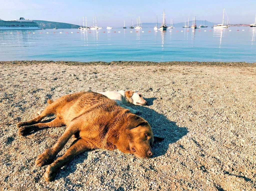 Bizim de bi pazarımız var. 😏🐶

#Pazar