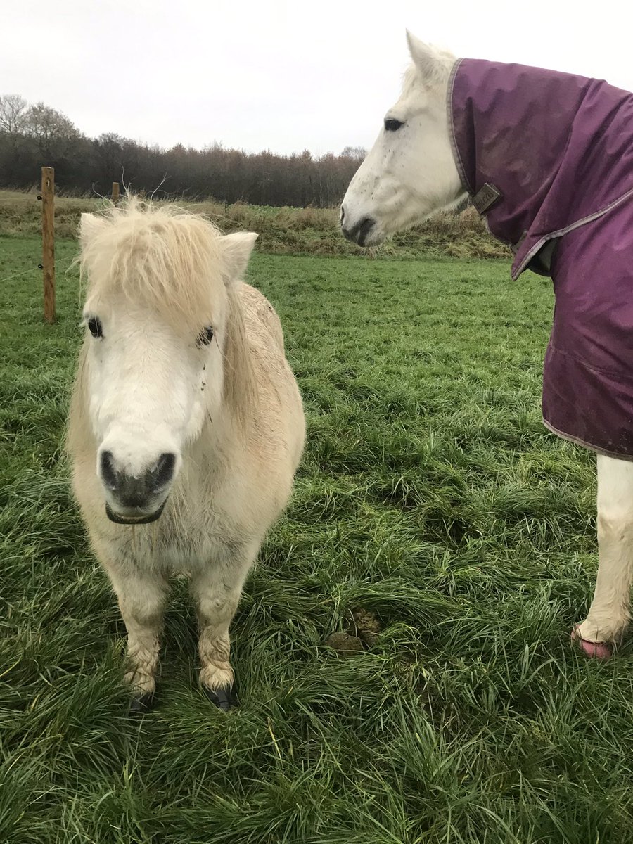 shetlandbook's tweet photo. There’s nearly no daylight this time of year. #decemberblues #ponyhour #scandinavia https://t.co/dFLfk0NviZ
