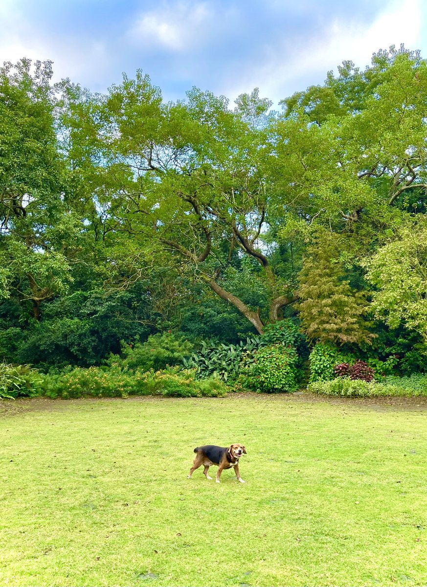 YueMillward's tweet photo. Weekend walk with puppies #Yangmingmountain https://t.co/tYnpNbFFQT