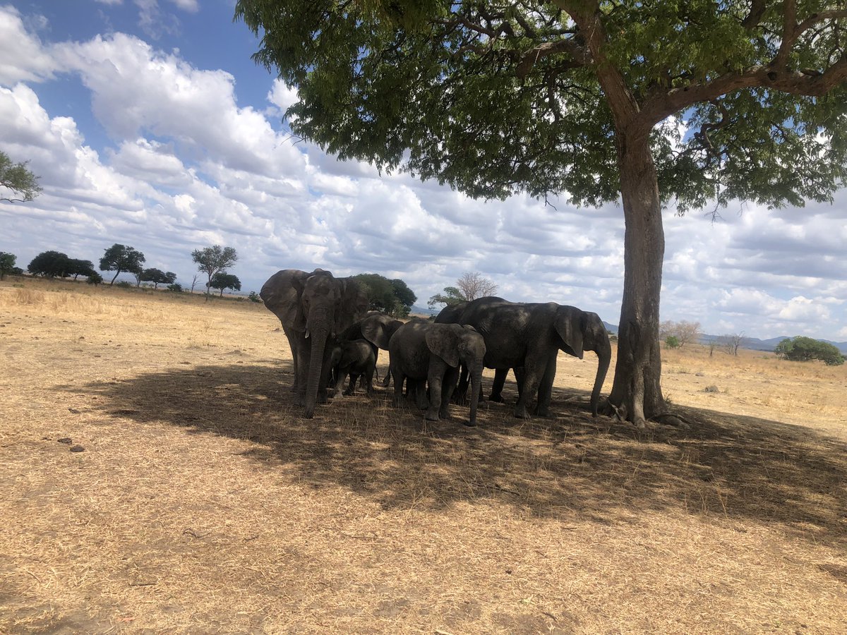 Godfrey Massay tweet media