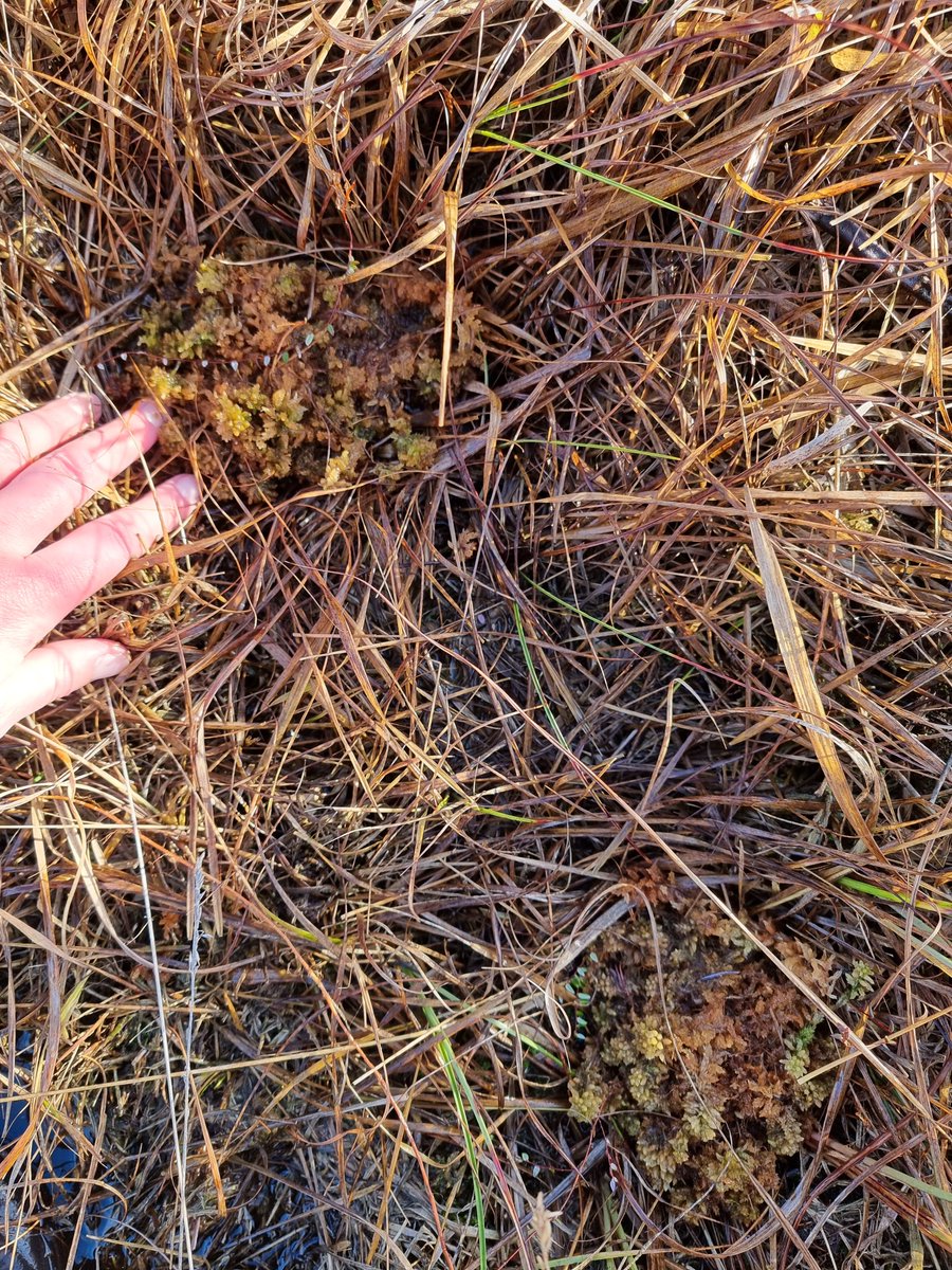 Spent a fab day volunteering with @joshual951 of the North-west Rare Plant Initiative translocating Papillose Bog-moss (Sphagnum papillosum) to a degraded @Lancswildlife bog in Greater Manchester to assist in its restoration #bryophytes #Sphagnum @nwrpi #peatlands