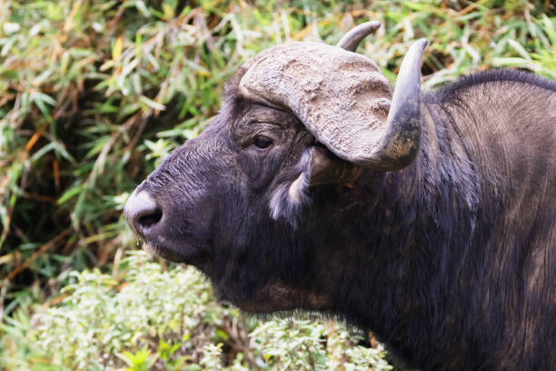 ClassicExplore1's tweet photo. For habitats harboring elephants, black rhinos, leopards, spotted hyenas, olive baboons, black and white colobus monkeys, buffalos, warthogs and bushbucks among others, Aberdare National Park provides a scenic view for these natural creatures. #aberdarenationalpark https://t.co/yWDVpcuTgk