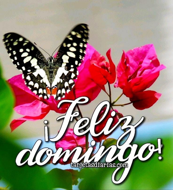 BEA #TeamSilFriends (@beaguar) on Twitter photo 