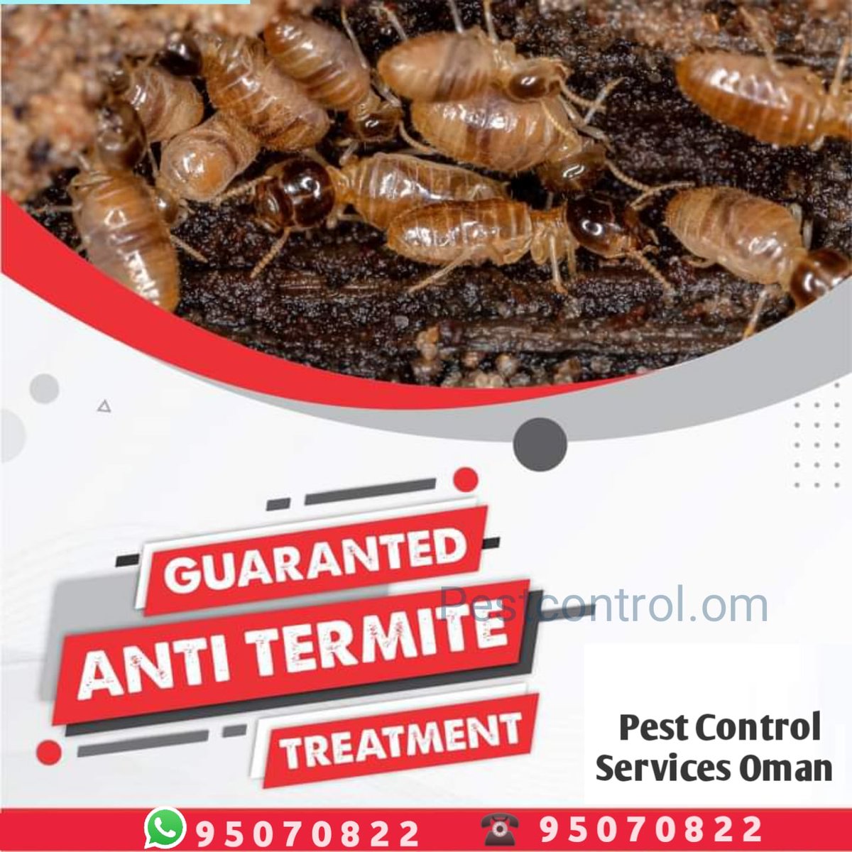 MuscatPest's tweet image. Call us 95070822 
Anti Termite rummah control we offer 5 to 10 year&apos;s warranty.#termitecontrol #rummah #termiteproblem #termites #termitecontrol #nearmesanization #nearmepestcontrol #nearmyhouse #Near #nearmylocation #bestincity 
#pestcontrolmuscat #pestcontroloman #GUARANTEED_