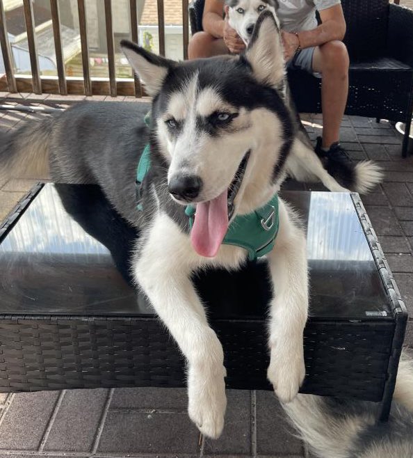 KeithOlbermann's tweet photo. MYLO IS MISSING IN NORTH BERGEN, NJ. Last seen near Columbia and 67th. If you've seen or found him please go here: https://t.co/LAzp2IWV3C and/or phone 877-818-0060 and PLEASE RT MYLO! https://t.co/2UlsnfcWYZ
