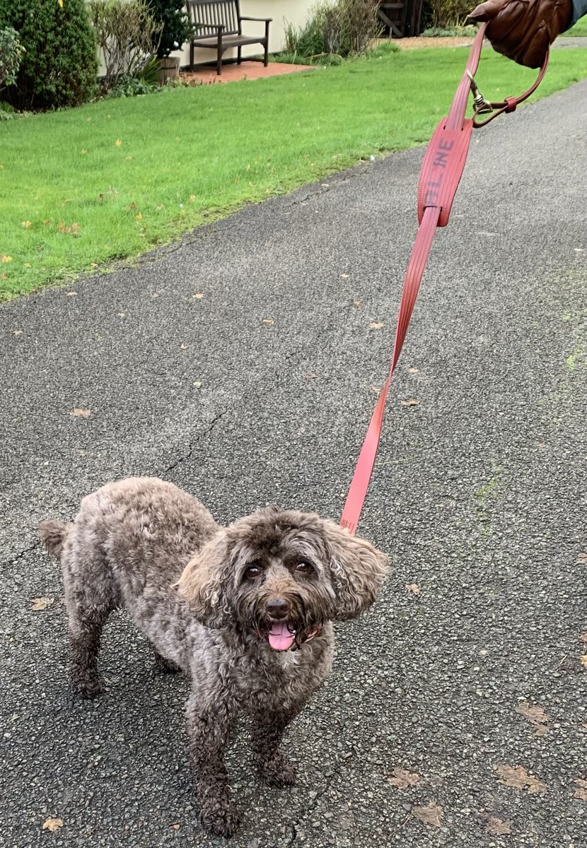 didn0t's tweet photo. @elvisandkresse New product idea: dog leash. The strap from my weekend bag did a great job as an emergency replacement when I left mine at home. https://t.co/fdvwYX2Tdn