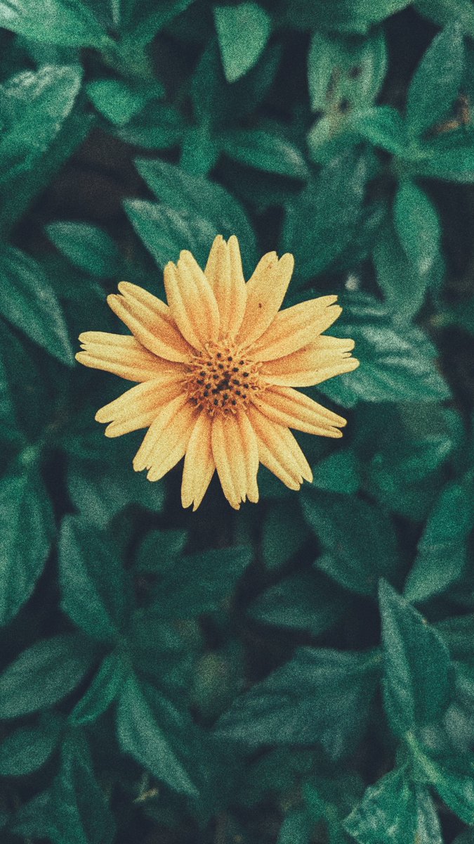 rickrich26's tweet photo. Free WallPaper...Free Gallery
#GooglePixel3 #🙌🙌 #photography #gallery #Flowers https://t.co/RbEkFuKr8E