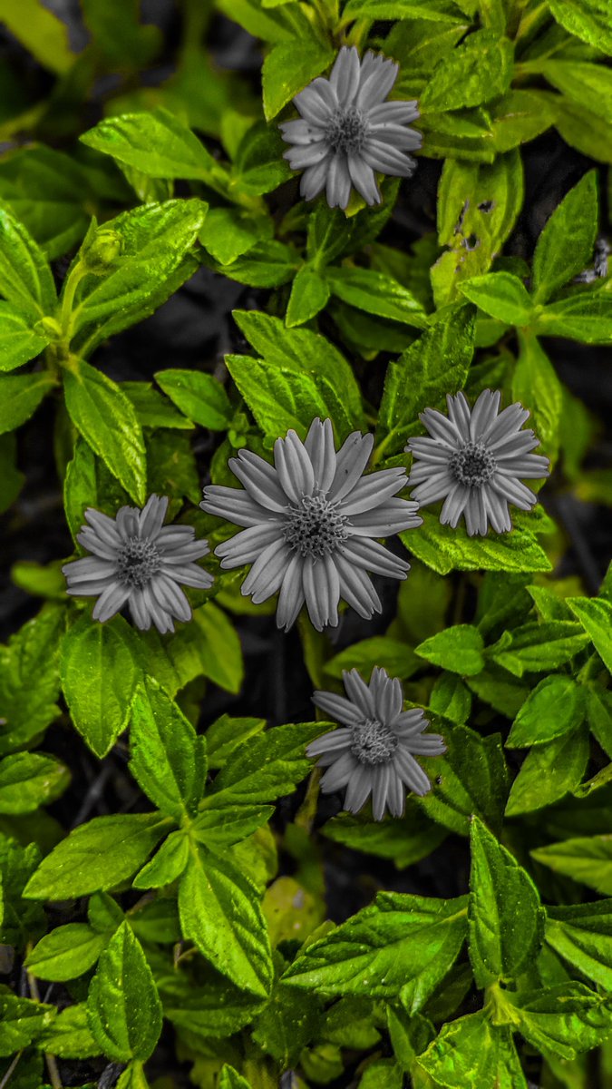 rickrich26's tweet photo. Free WallPaper...Free Gallery
#GooglePixel3 #🙌🙌 #photography #gallery #Flowers https://t.co/RbEkFuKr8E