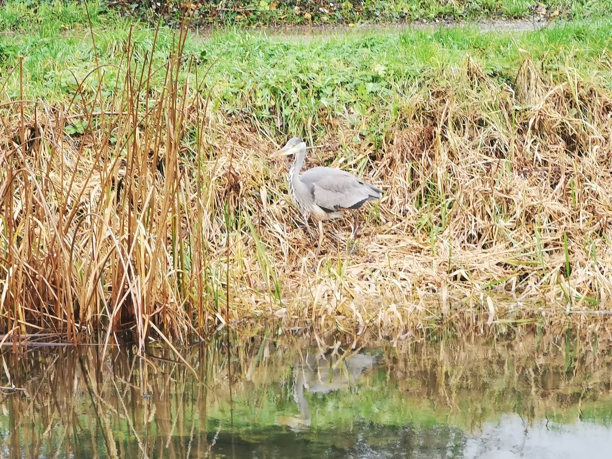 #GreyHeron at #KilmoreGreenway #Enfield #Meath #BirdwatchMeath #Birds #RoyalCanalAquaduct #LocalBigYear