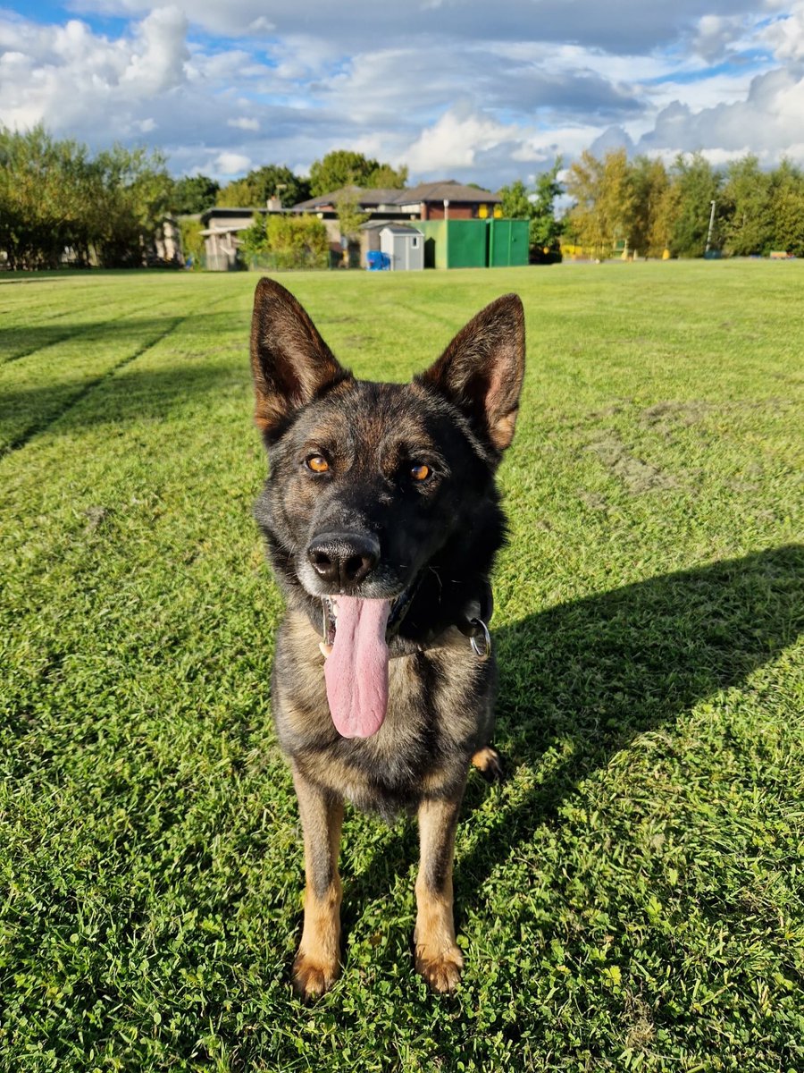 LancsPolDogUnit's tweet photo. PD Rufus assisted @LancsTacOps this afternoon searching for and locating a male after a vehicle was stopped and 1 ๐โโ๏ธ from inside. Male located in bushes and gave up to ๐ฎโโ๏ธ wise decision. 4 detained in total.
#hideandseek #thenoseknows #T3Dogs https://t.co/WYV7hbPCbk
