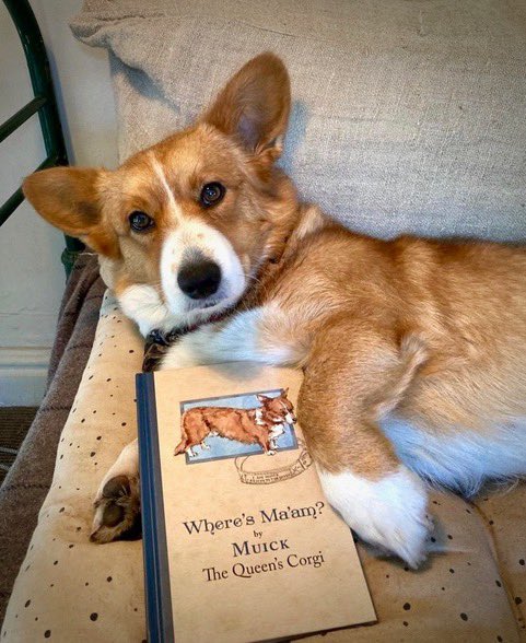 wordadventures's tweet photo. Dog lovers assemble! We have just a few spots left in our readalong of Where’s Ma’am? by Muick the Queen’s beloved corgi. Reply below to secure your spot and copy of this heartwarming read. (UK only) https://t.co/9e3VTKSg5N