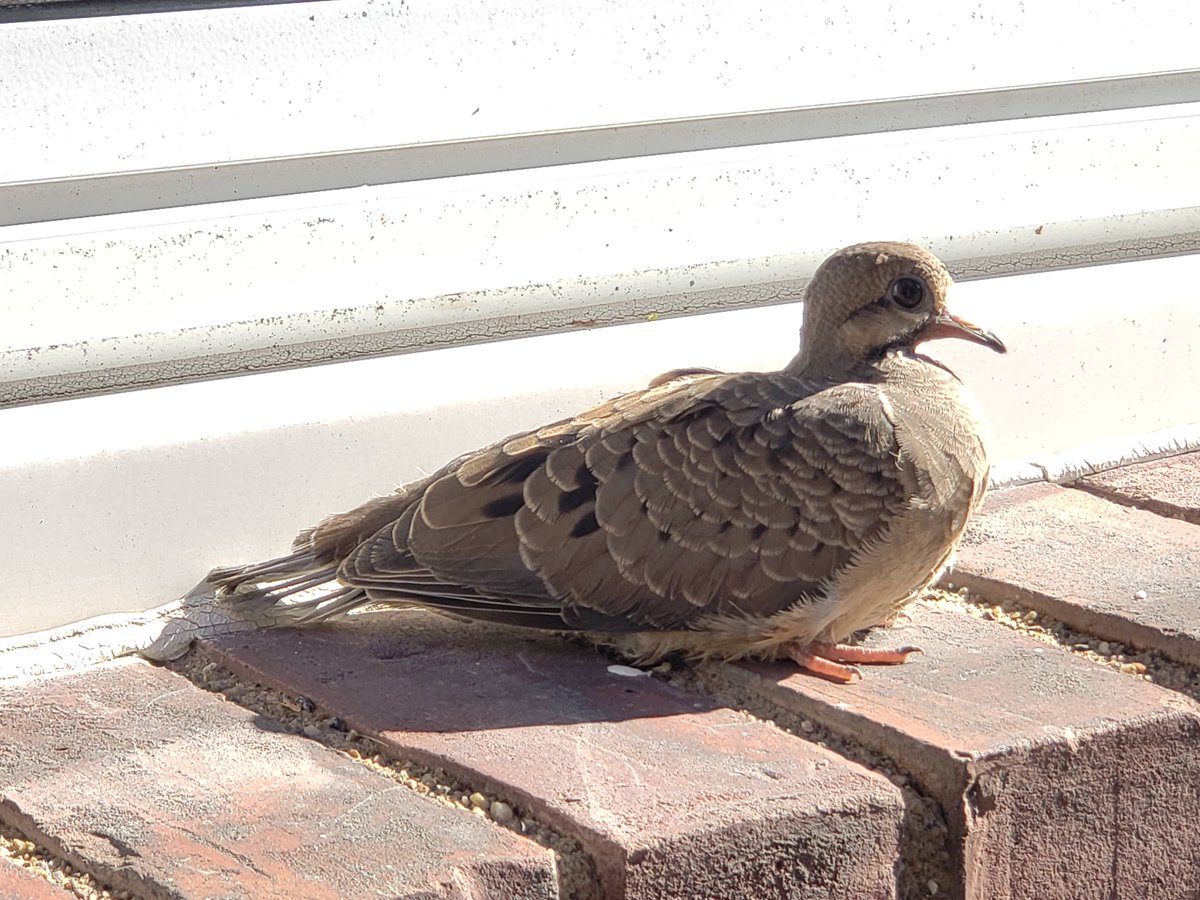 DailyPicTheme2's tweet photo. Friday 9 December
Today’s Daily Picture Theme is ‘Ledge'
RT or reply with your own photo
Tomorrow’s theme will be ‘Many'
#DailyPictureTheme
Sweet baby bird sitting on the window #ledge https://t.co/e6oi9VC56N